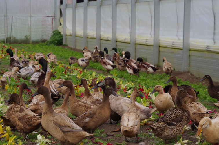 enten3