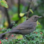 Amsel