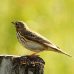 Baumpieper