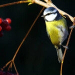 Blaumeise